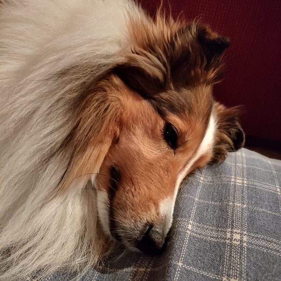 Meet your Posher, Veronica-Posh Ambassador - Picture 2 of 4